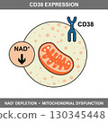 CD38 Expression and NAD Plus Depletion in Cells 130345448