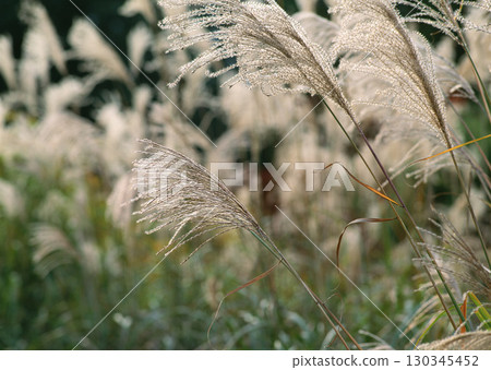Dictionary of Materials Vol.122 Four Seasons. Scenery of Japan. High quality photo 130345452