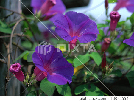 Dictionary of Materials Vol.122 Four Seasons. Scenery of Japan. High quality photo 130345541