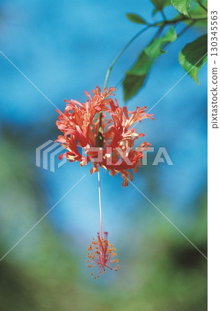 Hanging red flower. High quality photo Hanging red flower. High quality photo 130345563