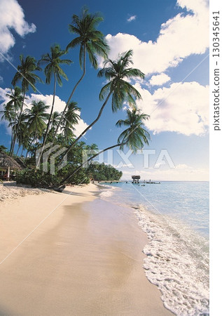Palm beach paradise. High quality photo Palm beach paradise. High quality photo 130345641