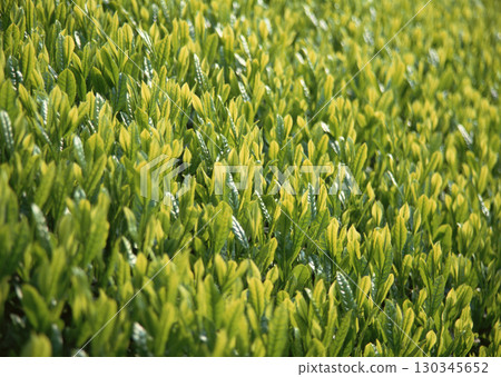 Tea garden field. High quality photo Tea garden field. High quality photo 130345652