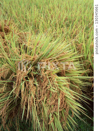 Dragonfly on Rice Stalks. High quality photo 130345661