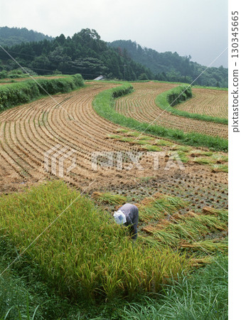 Green Rice Field Texture. High quality photo Green Rice Field Texture. High quality photo 130345665
