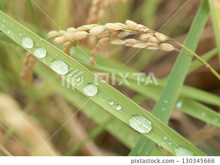 Dragonfly on Rice Stalks. High quality photo Dragonfly on Rice Stalks. High quality photo 130345666