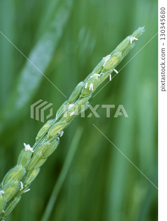 Close up of Developing Grain. High quality photo 130345680