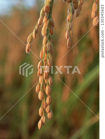 Dragonfly on Rice Stalks. High quality photo Dragonfly on Rice Stalks. High quality photo 130345683