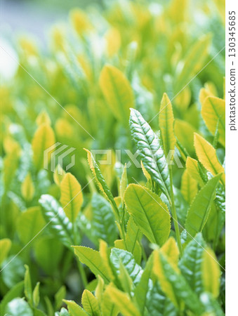 Tea garden field. High quality photo Tea garden field. High quality photo 130345685