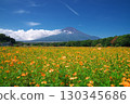 Yellow cosmos field and Mt. Fuji in front of Hana no Miyako Park in Yamanashi Prefecture 130345686