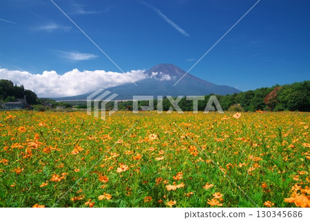 山梨縣花之都公園前的黃色大波斯菊花田和富士山 130345686