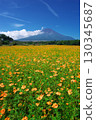 Yellow cosmos field and Mt. Fuji in front of Hana no Miyako Park in Yamanashi Prefecture 130345687