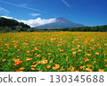 Yellow cosmos field and Mt. Fuji in front of Hana no Miyako Park in Yamanashi Prefecture 130345688