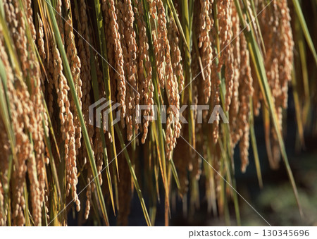 Dragonfly on Rice Stalks. High quality photo 130345696