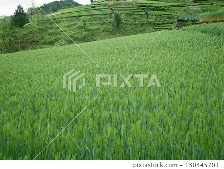 Close-up of Green Grain. High quality photo Close-up of Green Grain. High quality photo 130345701