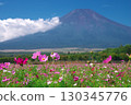 Cosmos field and Mt. Fuji in front of Yamanashi Prefecture Hana no Miyako Park 130345776