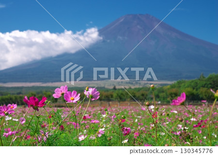 Cosmos field and Mt. Fuji in front of Yamanashi Prefecture Hana no Miyako Park 130345776