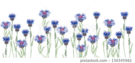 Blooming knapweed flowers in vivid blue and purple shades. Seamless watercolor border isolated on white background, perfect for botanical patterns, invitations, packaging, and rustic summer designs 130345982