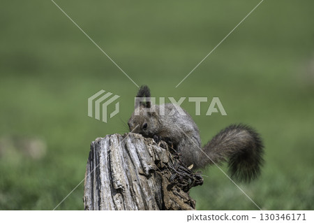 Spring squirrels Spring squirrels 130346171