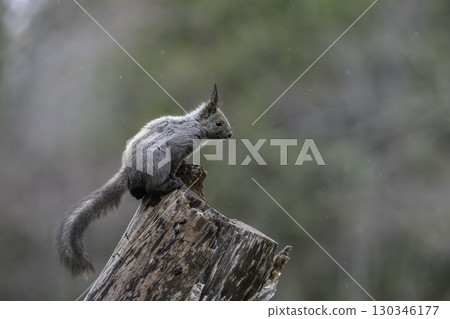 Spring squirrels Spring squirrels 130346177