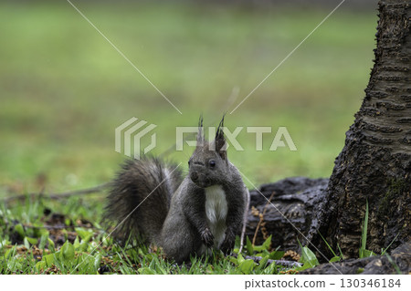 春天的松鼠 春天的松鼠 130346184