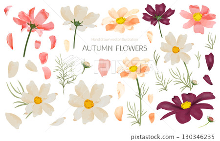 Background material of cosmos flowers painted by watercolor 130346235