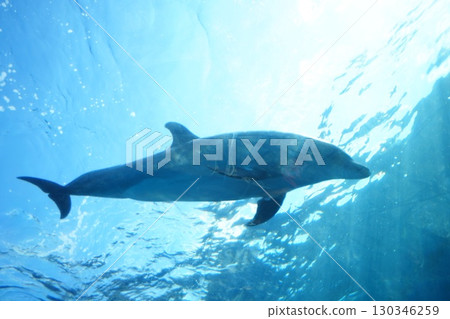 水下暢遊的海豚 蔚藍大海中優雅遊動的海洋哺乳動物 自然與動物風景 130346259