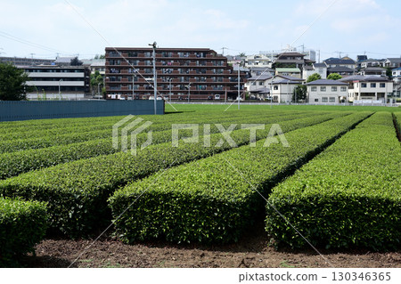 Sayama tea's tea plantation 130346365