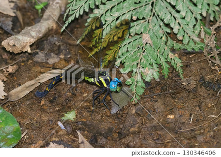 Yabuyanma spawning 130346406