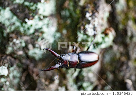 鋸齒鍬形蟲、鍬形蟲、昆蟲、夏季、橡樹、生物 130346423