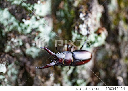 鋸齒鍬形蟲、鍬形蟲、昆蟲、夏季、橡樹、生物 130346424
