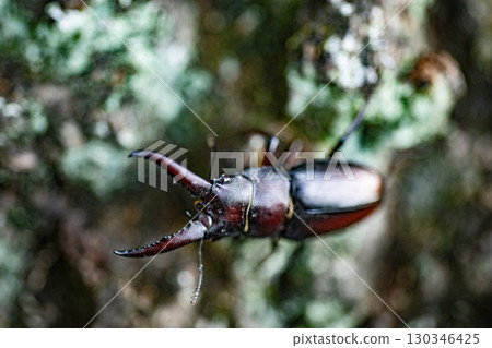 鋸齒鍬形蟲、鍬形蟲、昆蟲、夏季、橡樹、生物 鋸齒鍬形蟲、鍬形蟲、昆蟲、夏季、橡樹、生物 130346425