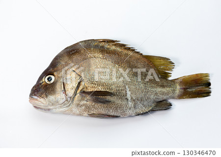 Hige Soridai Hige Soridai 130346470