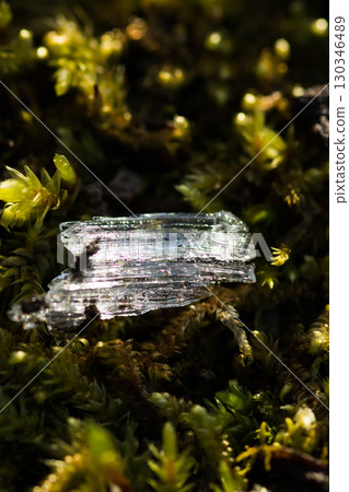 Frost pillars formed in sphagnum moss on a cold winter morning 130346489