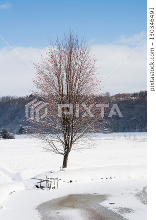 Rowan with red berries standing by the pond in winter 130346491