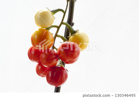 白色背景上的橙色和黃色花蕾 白色背景上的橙色和黃色花蕾 130346495