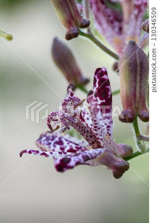 盛開的紫色hototogisu 盛開的紫色hototogisu 130346509