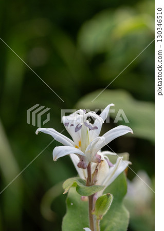 盛開的白色hototogisu 130346510