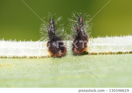 Crocodon butterfly larva Crocodon butterfly larva 130346629