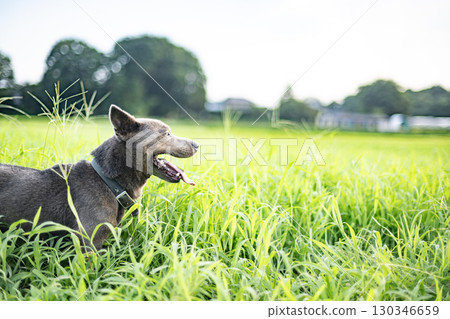 Dog eating grass in the meadow, dog, meadow, pet, eat, animal, zodiac, pit bull Dog eating grass in the meadow, dog, meadow, pet, eat, animal, zodiac, pit bull 130346659