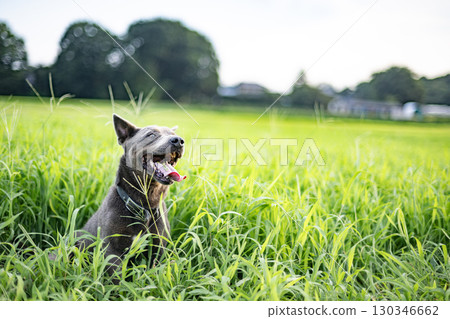 狗在草地上吃草,狗,草地,寵物,吃,動物,十二生肖,鬥牛犬 狗在草地上吃草,狗,草地,寵物,吃,動物,十二生肖,鬥牛犬 130346662