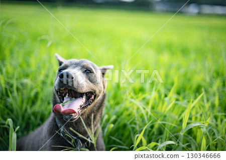 Dog eating grass in the meadow, dog, meadow, pet, eat, animal, zodiac, pit bull Dog eating grass in the meadow, dog, meadow, pet, eat, animal, zodiac, pit bull 130346666