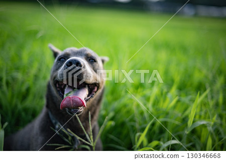 Dog eating grass in the meadow, dog, meadow, pet, eat, animal, zodiac, pit bull Dog eating grass in the meadow, dog, meadow, pet, eat, animal, zodiac, pit bull 130346668