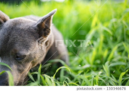 Dog eating grass in the meadow, dog, meadow, pet, eat, animal, zodiac, pit bull Dog eating grass in the meadow, dog, meadow, pet, eat, animal, zodiac, pit bull 130346676