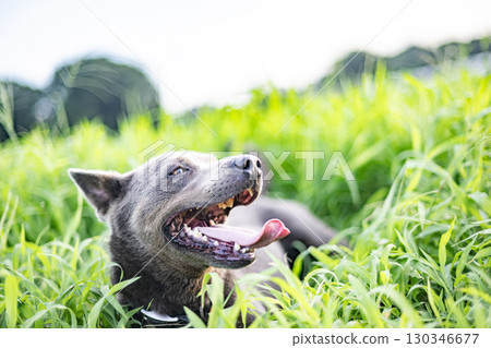Dog eating grass in the meadow, dog, meadow, pet, eat, animal, zodiac, pit bull Dog eating grass in the meadow, dog, meadow, pet, eat, animal, zodiac, pit bull 130346677