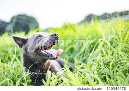 狗在草地上吃草,狗,草地,寵物,吃,動物,十二生肖,鬥牛犬 狗在草地上吃草,狗,草地,寵物,吃,動物,十二生肖,鬥牛犬 130346678
