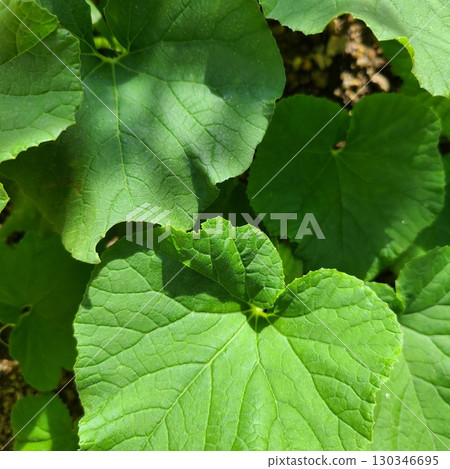 Oriental melon leaves 130346695