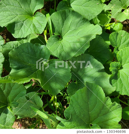 Oriental melon leaves Oriental melon leaves 130346696