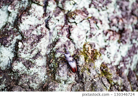 Sawtooth stag beetle, stag beetle, insect, summer, oak, living thing Sawtooth stag beetle, stag beetle, insect, summer, oak, living thing 130346724