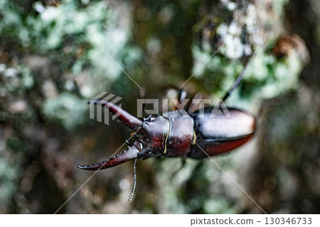 Sawtooth stag beetle, stag beetle, insect, summer, oak, living thing Sawtooth stag beetle, stag beetle, insect, summer, oak, living thing 130346733