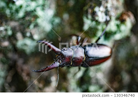 Sawtooth stag beetle, stag beetle, insect, summer, oak, living thing 130346740
